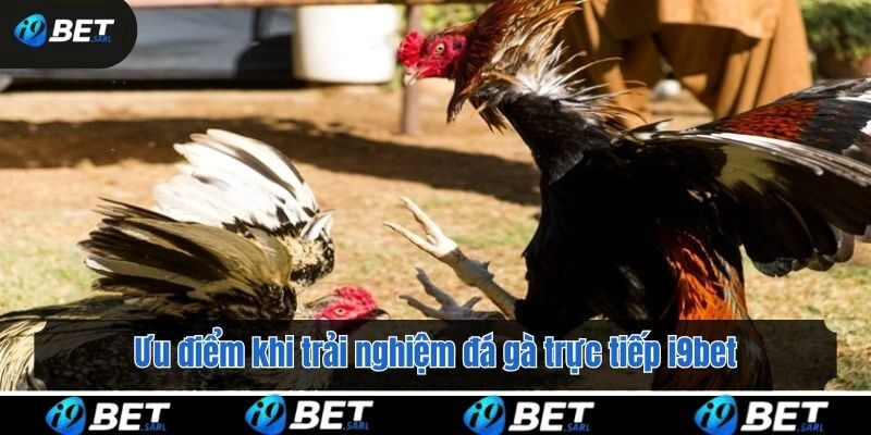 Ưu điểm khi trải nghiệm đá gà trực tiếp i9bet